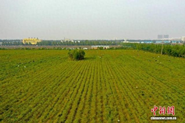 山西省长治市襄垣县古韩镇大黄庄村的800余亩小米椒迎来丰收季。 窦鑫 摄