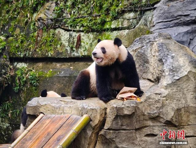 10月29日，重庆动物园大熊猫在场地内玩耍。张秀峰 摄