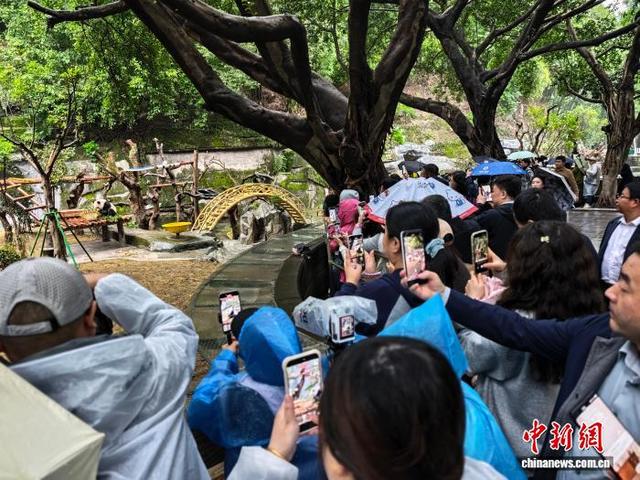 10月29日，2025年世界城市日中国主场活动嘉宾走进重庆动物园参观大熊猫。张秀峰 摄