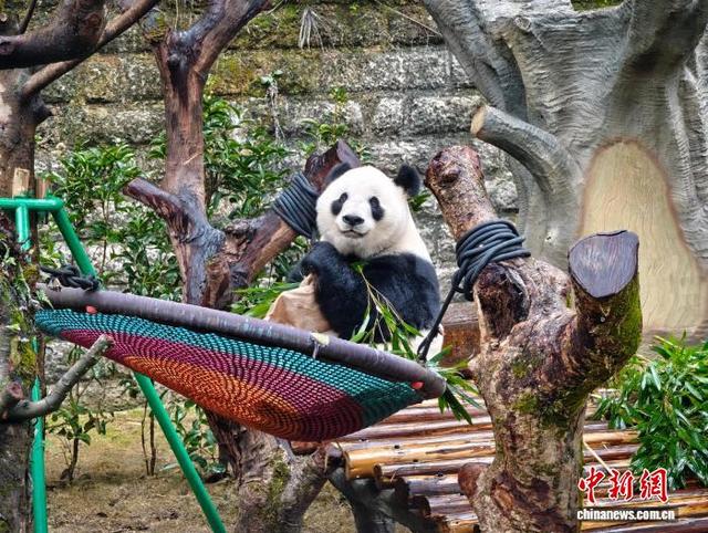 10月29日，重庆动物园大熊猫在场地内玩耍。张秀峰 摄