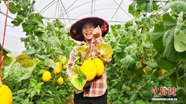 图为工人在采摘甜瓜，丰收的喜悦跃上脸庞。徐肖玲 摄