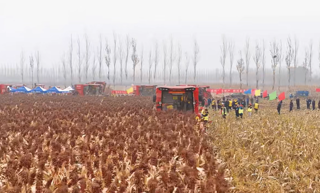 汾阳酿酒高粱收割盛况。 青花酒厂 供图