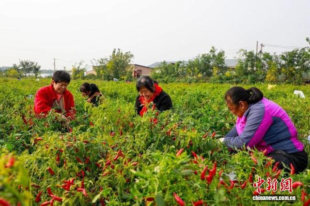 村民们穿梭在大黄庄村小米椒种植基地,手指不停地翻飞采摘。 窦鑫 摄