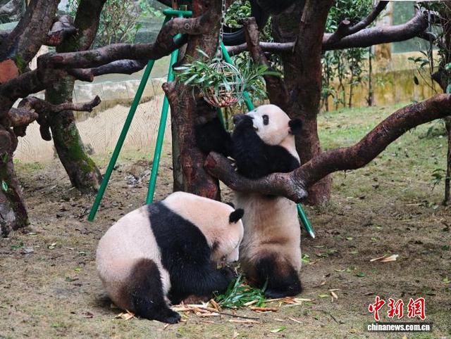 10月29日，重庆动物园大熊猫在场地内玩耍。张秀峰 摄
