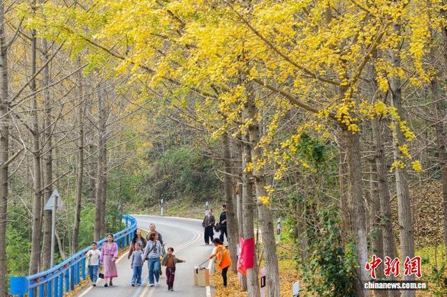 图为成片的银杏树金黄璀璨。张倩龙 摄