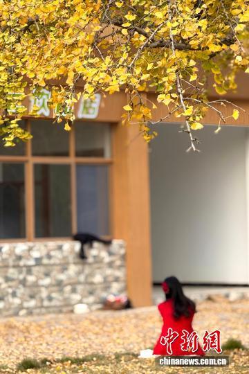 图为钱冲古银杏生态旅游区。陈罡 摄