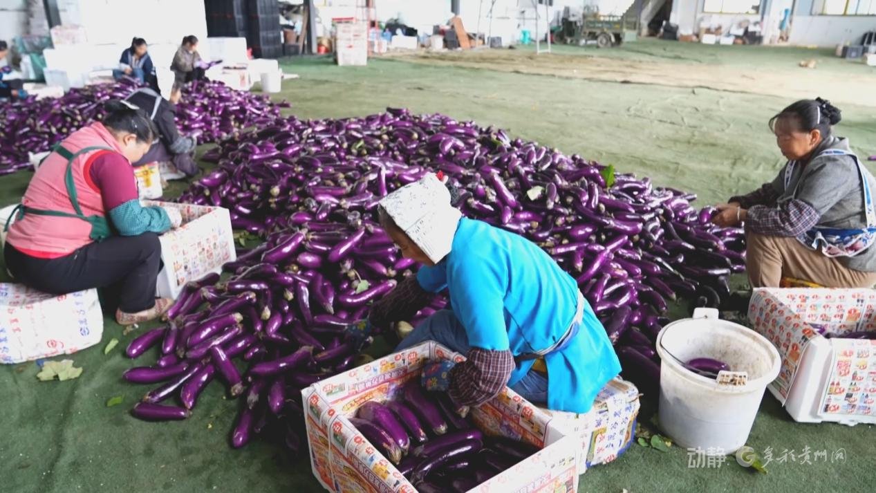 贵州雅庆农业发展有限公司总经理陈永龙