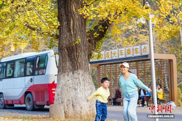 图为游客在银杏树下玩耍。张倩龙 摄