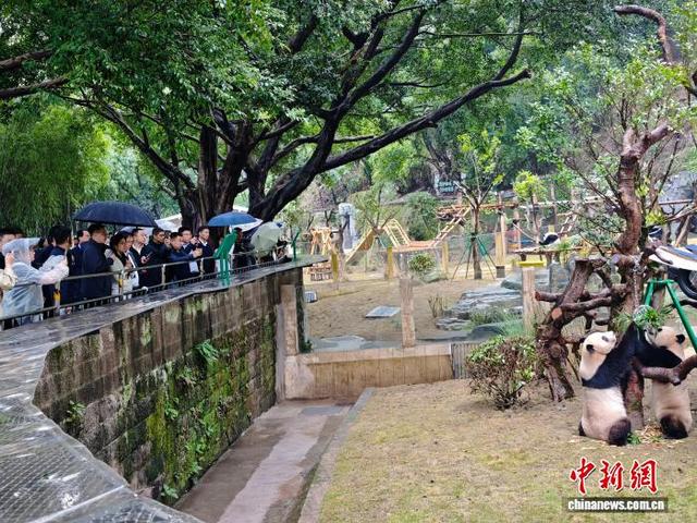 10月29日，2025年世界城市日中国主场活动嘉宾走进重庆动物园参观大熊猫。张秀峰 摄