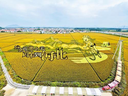10月3日，载着游客的小火车穿梭在遵化市山里各庄村稻田中。本报记者 师源摄