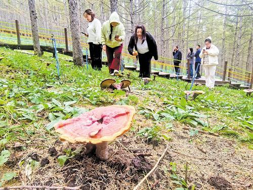近日,游客正在围场八十三号村灵芝仙谷游玩。 本报记者 陈宝云摄