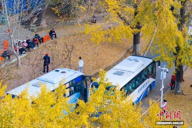 图为成片的银杏树金黄璀璨。(无人机照片)张倩龙 摄