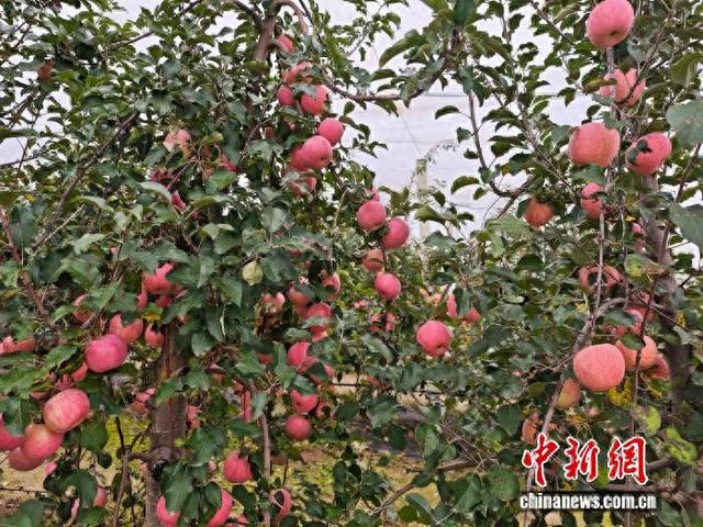 深秋的延安南沟村，苹果压满枝头。中新网 刘越 摄