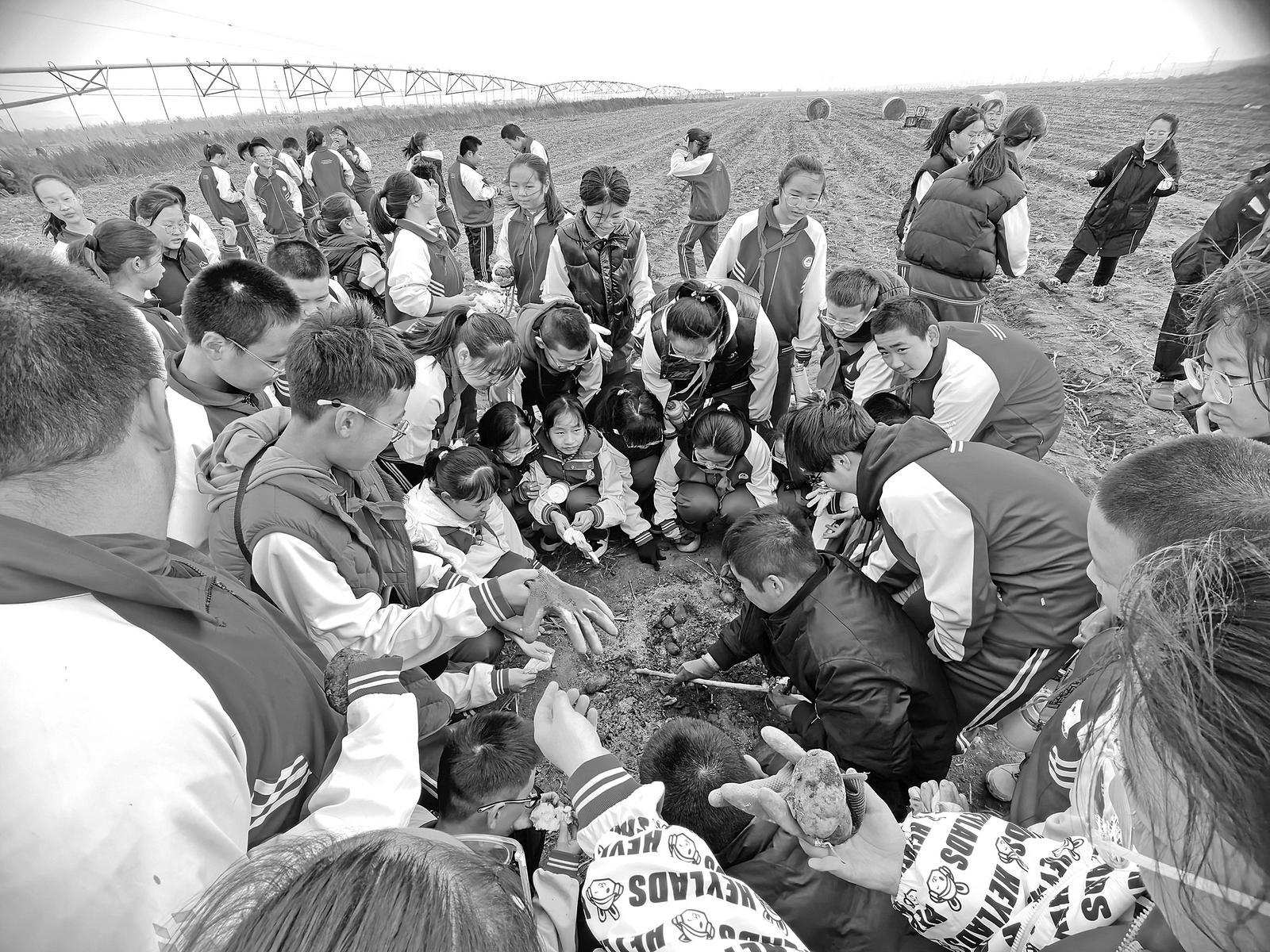 　　壹蒙壹牧火山民宿的专属马铃薯试验田里，参加研学活动的学生正在挖土豆 受访者 供图